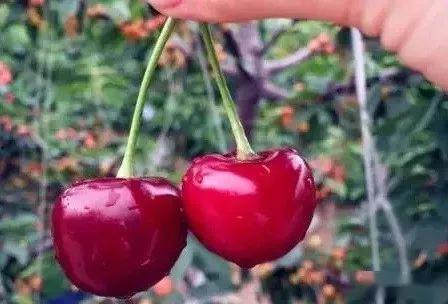 红色娱乐吃瓜视频怎么做